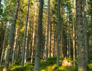 Cinco medidas para actuar contra el cambio climático