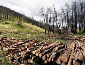 Trabajos de recuperación y regeneración forestal llevados a cabo por Veolia Biomasa_1