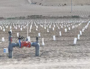 Veolia Caso Exito Olivo Pistacho