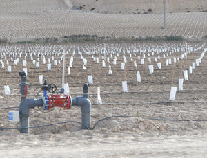 Veolia Caso Exito Olivo Pistacho