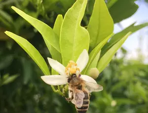 Veolia Agricultura Sostenibilidad