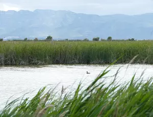 Veolia +Positive Neutralidad ambiental cabecera
