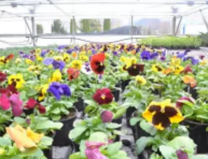 Horticultura Bellmunt