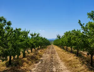 Transformación y optimización de finca ecológica en Villena
