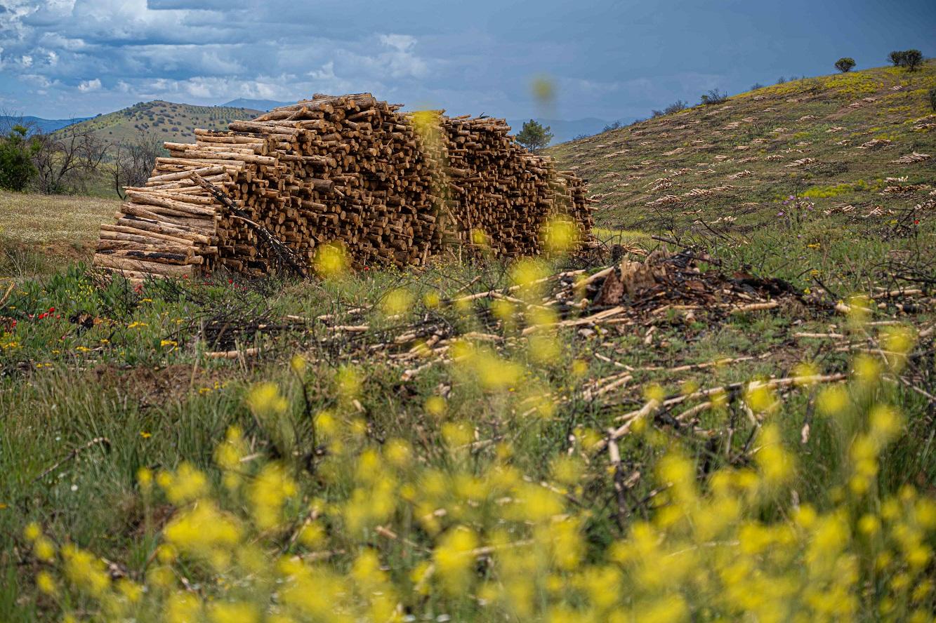 Trabajos de recuperación y regeneración forestal llevados a cabo por Veolia Biomasa_3