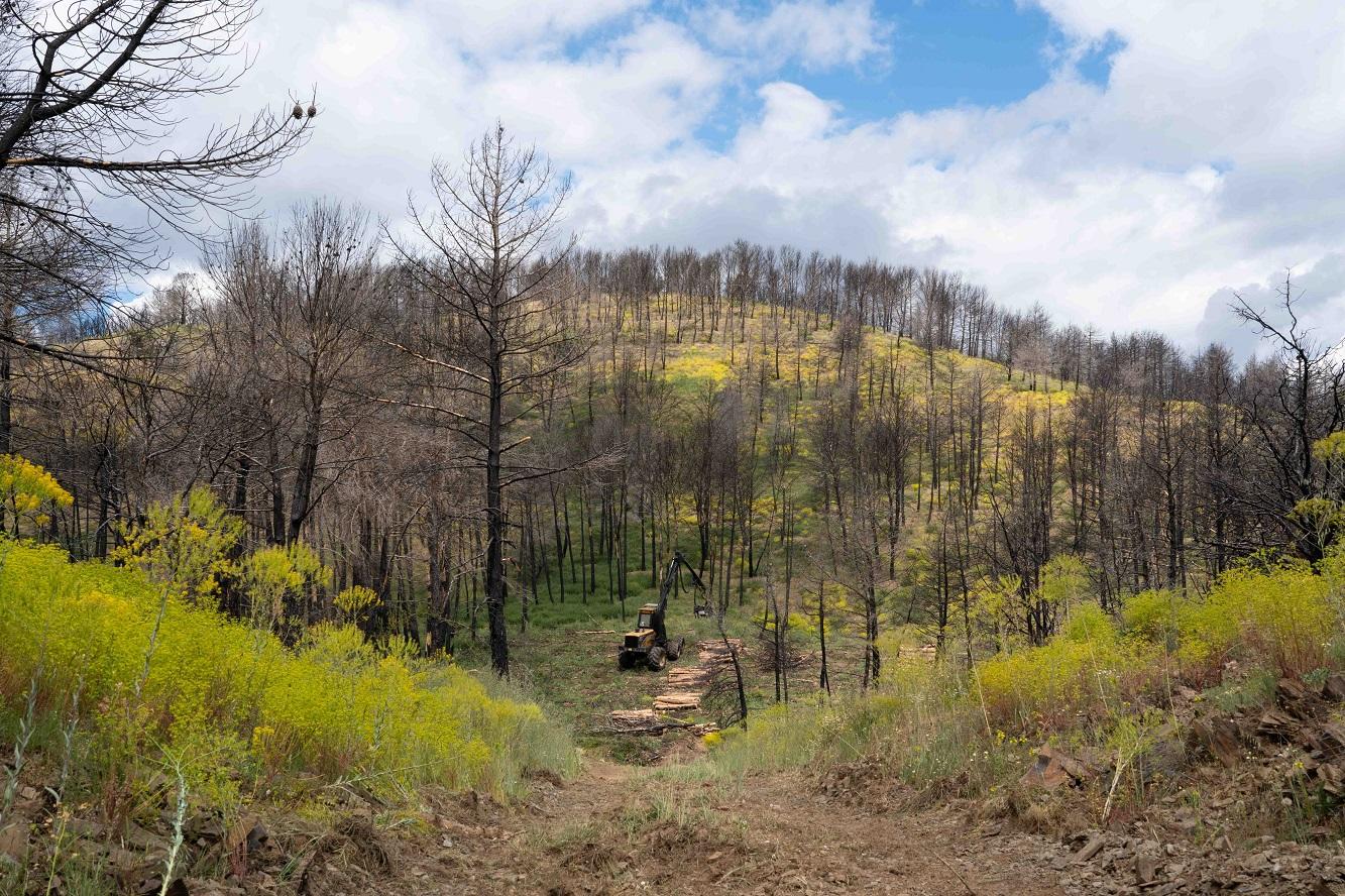 Trabajos de recuperación y regeneración forestal llevados a cabo por Veolia Biomasa_2