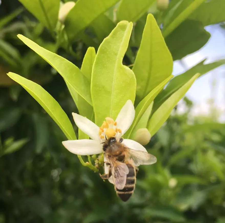 Veolia Agricultura Sostenibilidad