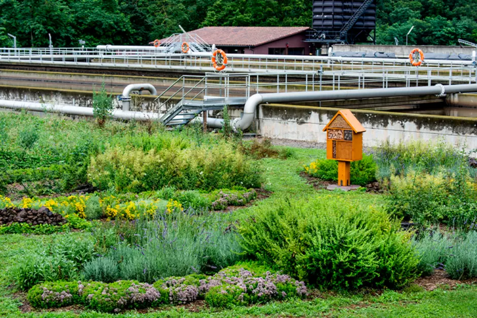 Ecofactoria Naturalización planta